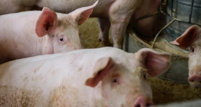 ‘Unexpected’ number of AMR genes found on pig farm