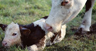 Increase magnesium prior to calving, cattle farmers advised