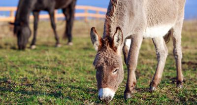 Lack of council resources affecting animal welfare, charity warns