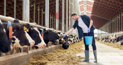 Human behaviour project set to improve cattle wellbeing