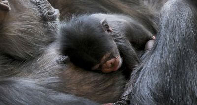 Rare chimp birth announced at Edinburgh Zoo