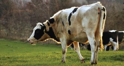 SRUC seeking dairy farmers for M. bovis study