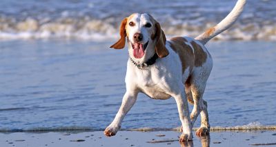 Kennel Club welcomes simplified dog walking restrictions in Cornwall