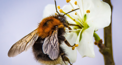 Improvements needed to protect pollinators, study finds