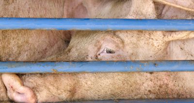 Agriculture bill should restrict lower animal welfare imports, says RSPCA