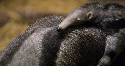 Edinburgh Zoo reveals first look at giant anteater pup