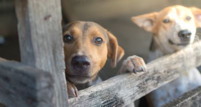 Study shows meat farm dogs suffer from chronic stress