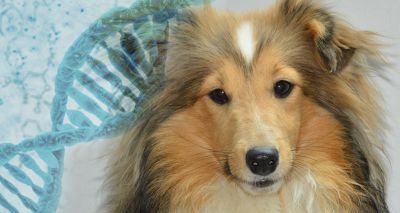 Dog genome project makes first discovery