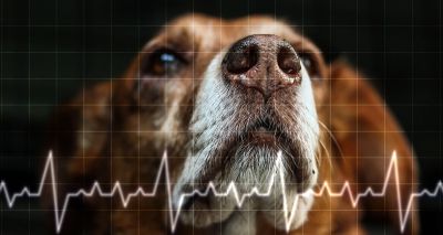 Researchers invent new health tracker for pets