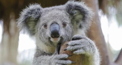 New breakthrough in tackling deadly diseases affecting koalas