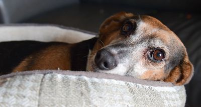 BVA issues advice following potential outbreak of vomiting in dogs