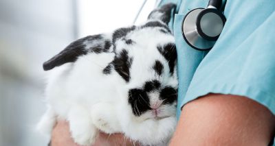 Half of UK’s pet rabbits live life in solitude