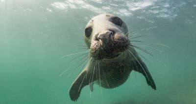 Wild grey seals clap underwater to communicate