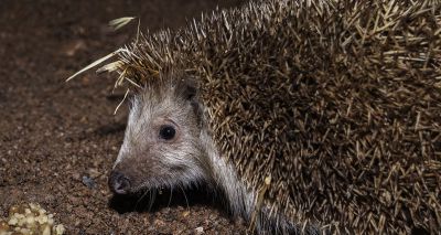 Study reveals London’s hedgehog hotspots