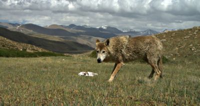 Himalayan wolf discovered to be unique wolf adapted to high altitude life