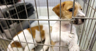 New resources for reporting illegal pet imports