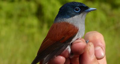 Study reveals insights into bird diversity on islands