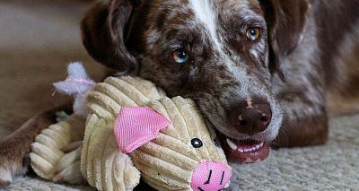 Study shows dogs may benefit from scented toys