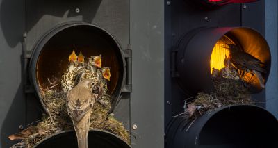 Birds set up nest in Leeds traffic light