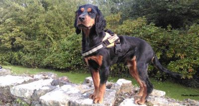 Spaniel named world’s first great crested newt detection dog