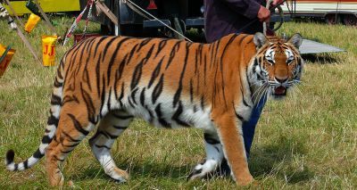 Welsh circus ban passes second reading