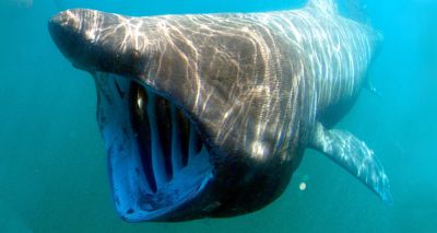 Basking sharks travel to familiar feeding sites in family groups