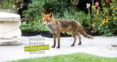 Volunteers sought to record mammal sightings in their gardens