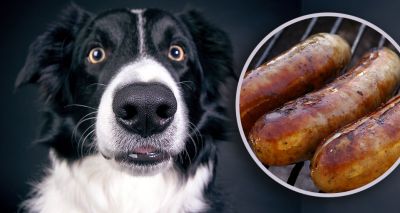 Cooked bacon and sausages used to rescue lost dog