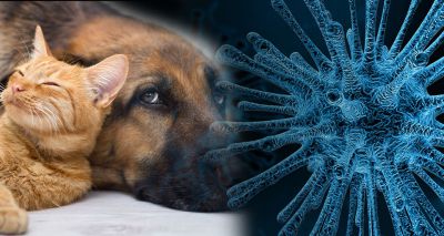 Diagnostics firm reports no COVID-19 cases in pets