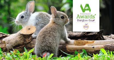 Rabbit-friendly awards open for nominations