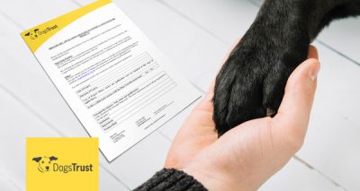 Dogs Trust seeking research funding applications