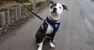 Dog with rare condition causing ‘wobbly’ walk looking for forever home