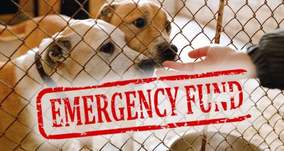 The Kennel Club announces emergency relief fund