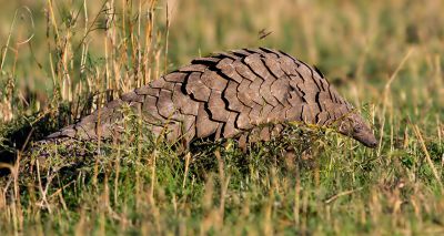 Pangolins found to carry coronavirus-related strains