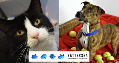 Huge rise in rescue pet rehoming figures for Battersea