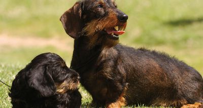 Vets express concern over dachshund Crufts win