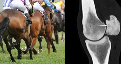 Veterinary workshop seeks to improve safety in horse racing