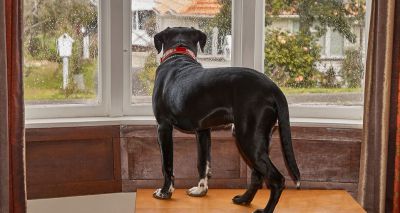 New research outlines causes of separation anxiety in dogs