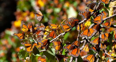 British butterfly populations on the rise