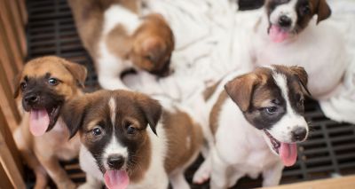 Wales to improve dog breeding standards