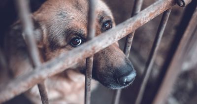 Scottish MPs back animal welfare reform Bill