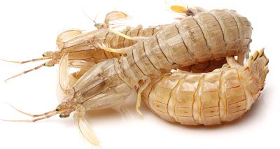 Insects and crustaceans ‘more alike than we thought’