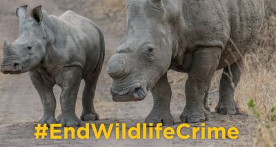 International coalition urges countries to #EndWildlifeCrime