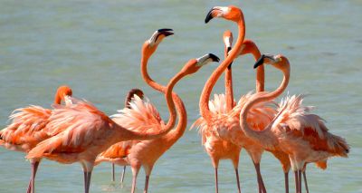 Flamingos form long-lasting friendships, study shows