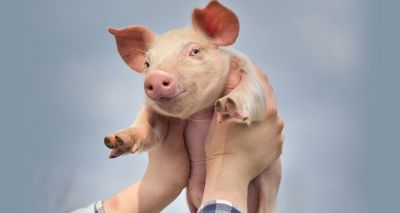 Funding boost for pig wellbeing projects