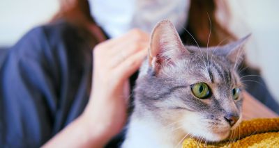 Pet cats in New York test positive for COVID-19