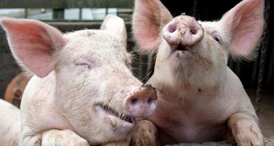 Waitrose and SRUC team up to understand animals' emotions