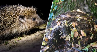 BHPS launches #Hedgehogweek appeal