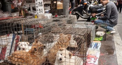 Shenzhen bans consumption of cat and dog meat