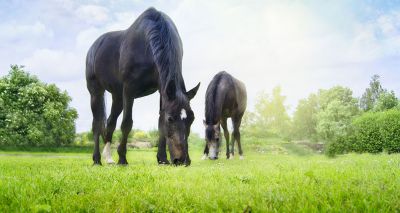 Strip grazing helps keep horses in shape, study finds